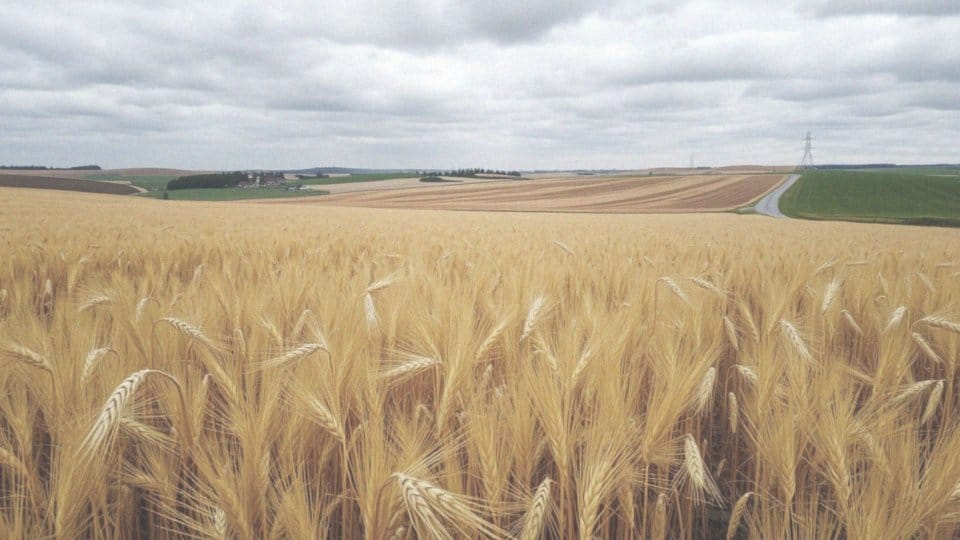 Jakie plony osiągają rolnicy w różnych powiatach?