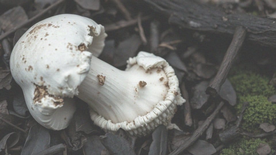 Jakie substancje toksyczne zawiera borowik szatański?