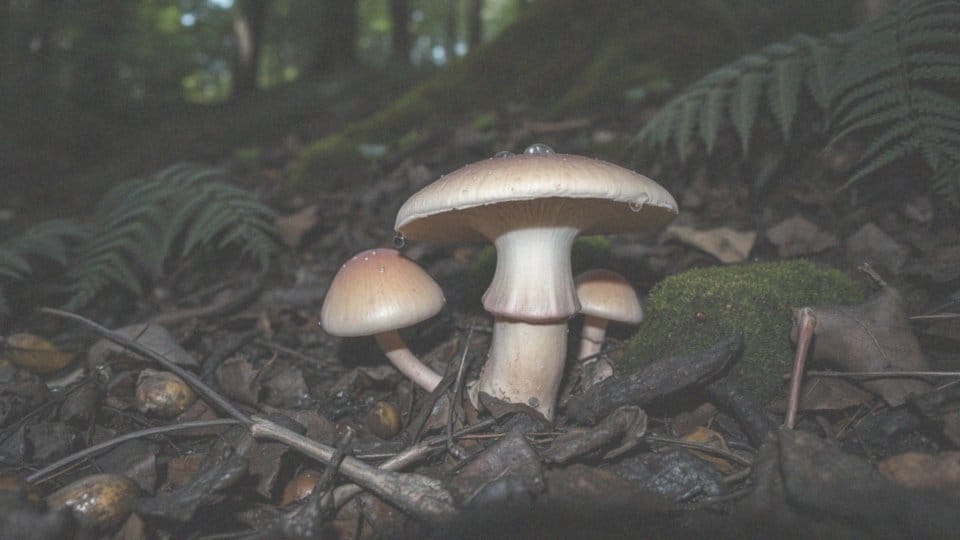 Co to jest borowik szatański i dlaczego jest niebezpieczny?