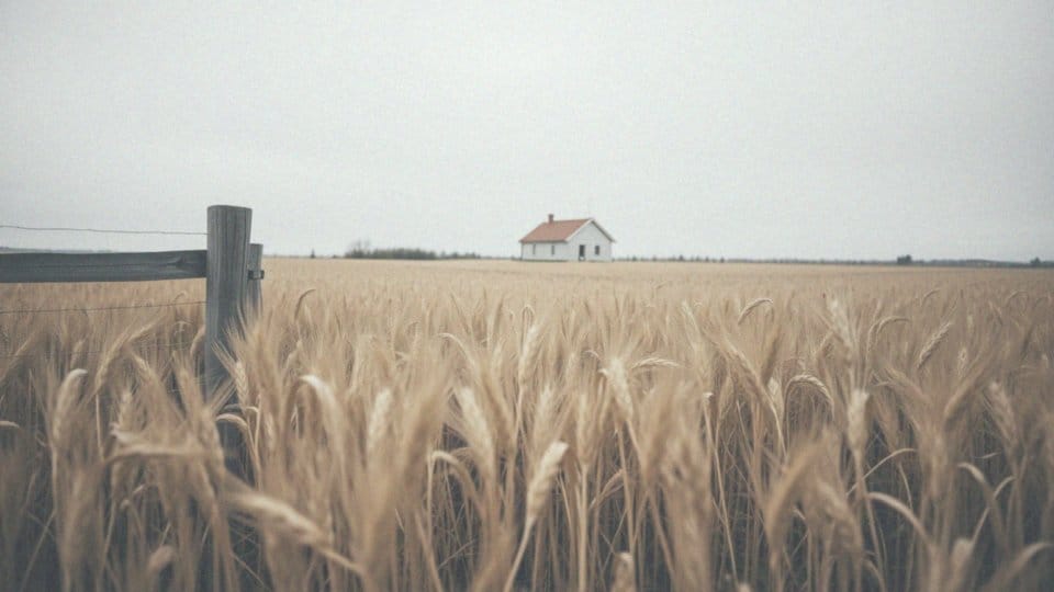 Jak ceny jęczmienia w Włocławku różnią się od średnich krajowych?