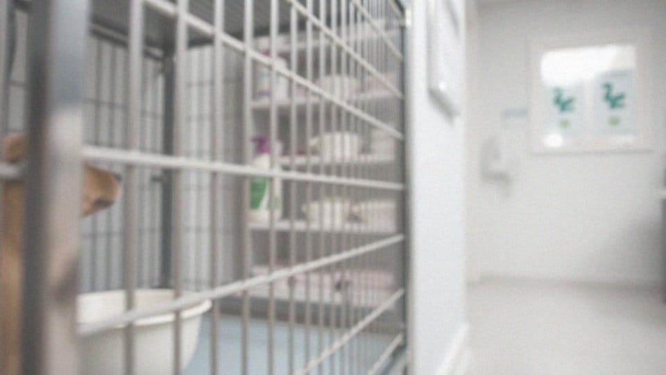 Jakie wirusy mogą wywoływać grypę u psów?